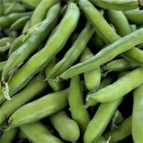 Roma II Bush Bean Seeds - 500 Count Seed Pack - A Home Garden Favorite That Produces Heavy yields of Delicious, Rich Beans. - Country Creek LLC