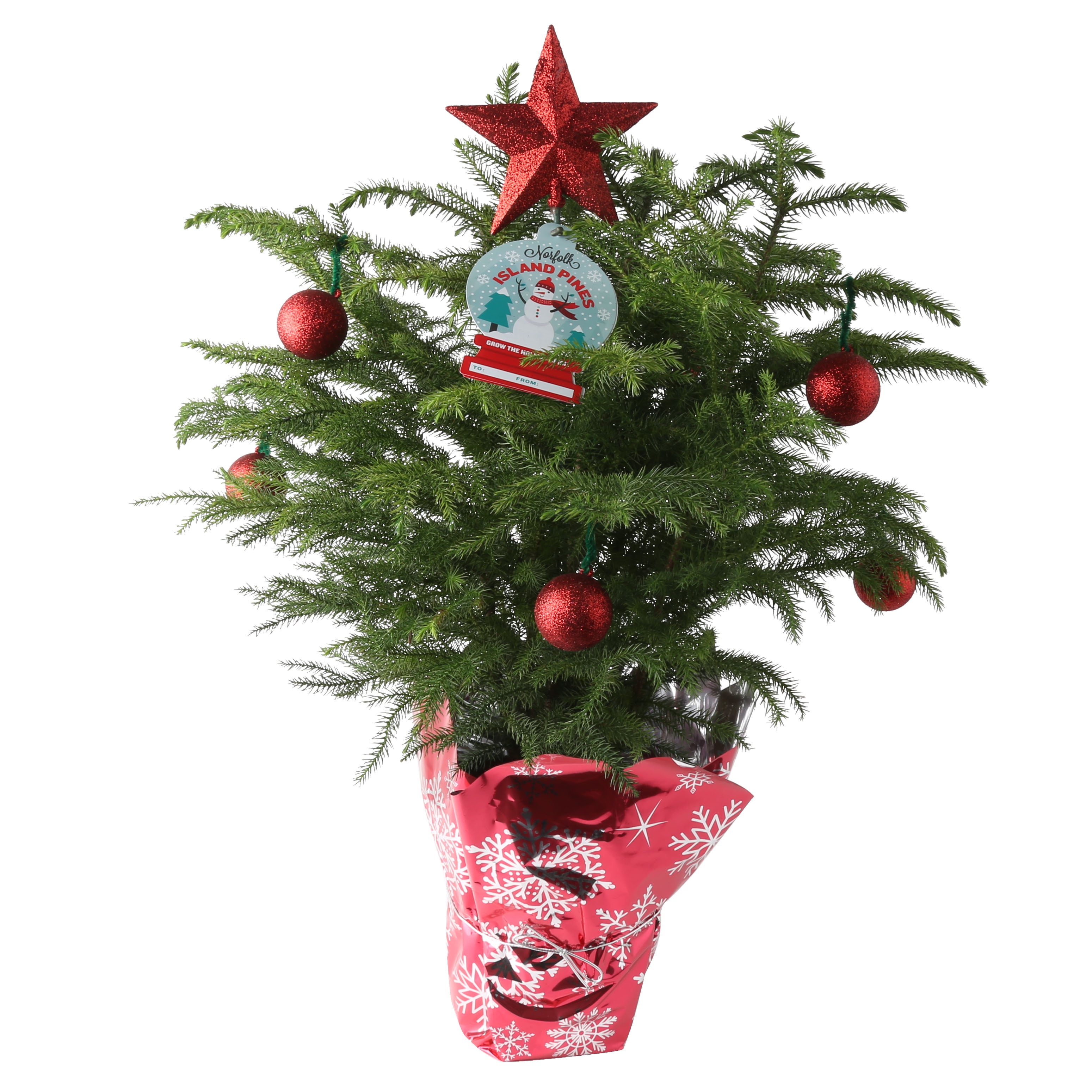 Costa Farms Live Indoor 18in Tall Green Norfolk Island Pine Tree Indirect Sun Plant In 6in Pot Walmart Com Walmart Com Costa Farms Live Indoor 18in Tall Green Norfolk Island Pine Tree Indirect Sun Plant In 6in Pot Walmart Com Walmart Com
