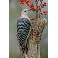 thumbnail image 2 of Jones, Adam 11x14 Gold Ornate Wood Framed with Double Matting Museum Art Print Titled - Female Red-bellied woodpecker and red berries-Kentucky, 2 of 4