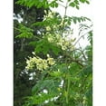 woemca1-moringa-tree-1-starter-plant-4-to-8-tall-ship-in-4
