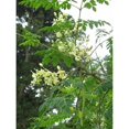 WOEMCA1 Moringa Tree 1 Starter Plant 4 To 8 Tall Ship In 4 woemca1-moringa-tree-1-starter-plant-4-to-8-tall-ship-in-4