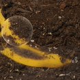 thumbnail image 4 of Now You See It Now You Don't See - Through Compost Container, 4 of 4