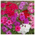 thumbnail image 3 of Everwilde Farms - 1000 Mixed Annual Phlox Native Wildflower Seeds - Gold Vault Jumbo Bulk Seed Packet, 3 of 5