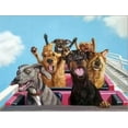 thumbnail image 2 of Thrill Seekers, Animals Stretched Canvas Wall Art by Lucia Heffernan Sold by Art.Com, 2 of 5