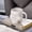 White, variant on Creative Gothic Novelty Skull Mug , Coffee Tea Cup ,Ceramic Milk Tea Cup Breakfast Morning Mug Water cup-18.6 oz(White)