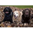 thumbnail image 2 of Kaveney, Wendy 14x11 Gold Ornate Wood Framed with Double Matting Museum Art Print Titled - Labrador retriever dogs in a pile of leaves PR, 2 of 4