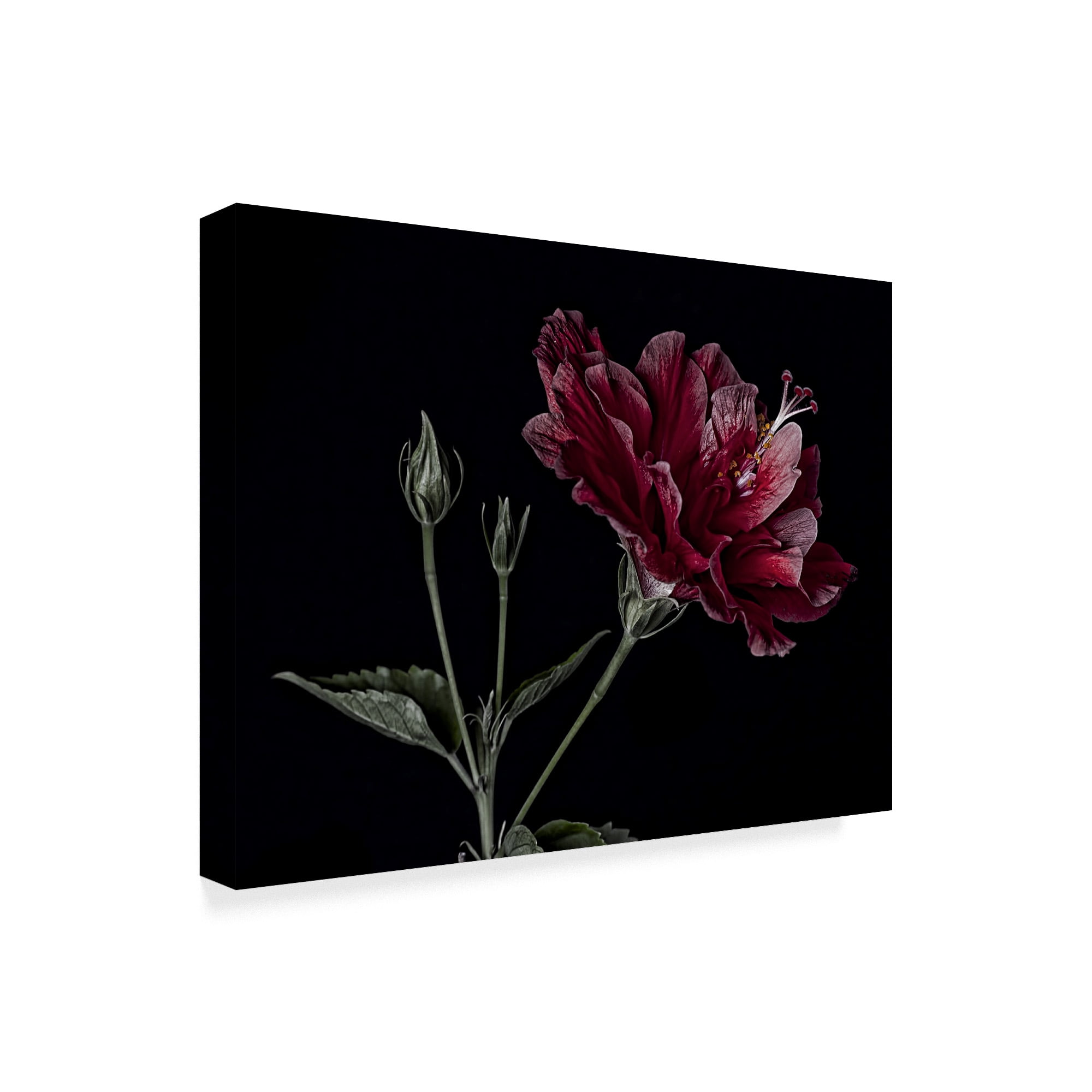 Trademark Fine Art 'Hibiscus Reds' Canvas Art by Lori Hutchison