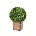 thumbnail image 1 of Vickerman FG191311 11 in. Potted Boxwood Ball, 1 of 1