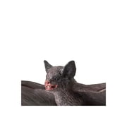 Safari Ltd. Brown Bat Figurine - Lifelike 9 Model Figure - Educational Toy for Boys, Girls, and Kids Ages 3+
