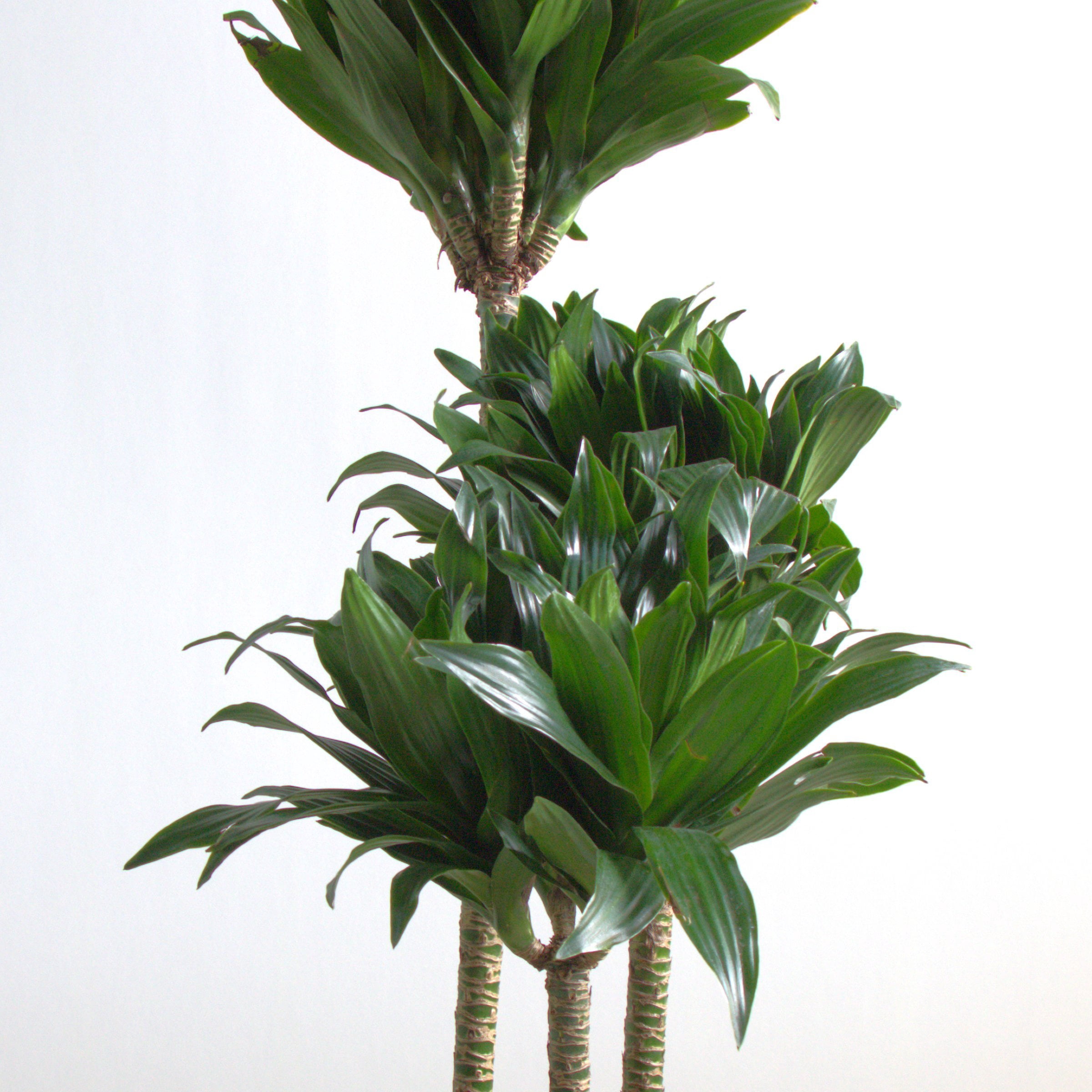 10 in. Dracaena Janet Craig Compacta 3-2-1