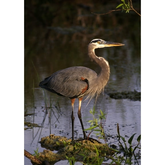Posterazzi DPI1792614LARGE Great Blue Heron Poster Print by Natural Selection Ralph Curtin, 24 x 36 - Large