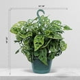 thumbnail image 4 of Live Swiss Cheese Monstera Adansonii, Large Trailing Plant, Gardener Gift, Wedding Decor, Housewarming Gift for The First Home, Office Gift, Indoor Plant in 8" Hanging Basket, 4 of 5