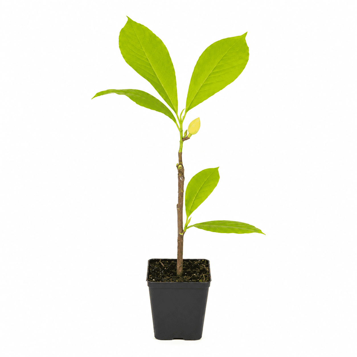 Saucer Magnolia Starter Plant, 6-12 in, Full Sun, USDA Zones 5-9 - Live Rooted Plant
