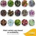 thumbnail image 2 of Costa Farms 3" Assorted Succulents Live House Plants in 2" Grower Pot 100 (Count), 2 of 9