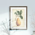thumbnail image 3 of Wexford Home Antique Pear Botanical I-Framed - Espresso - 22X30, 3 of 4