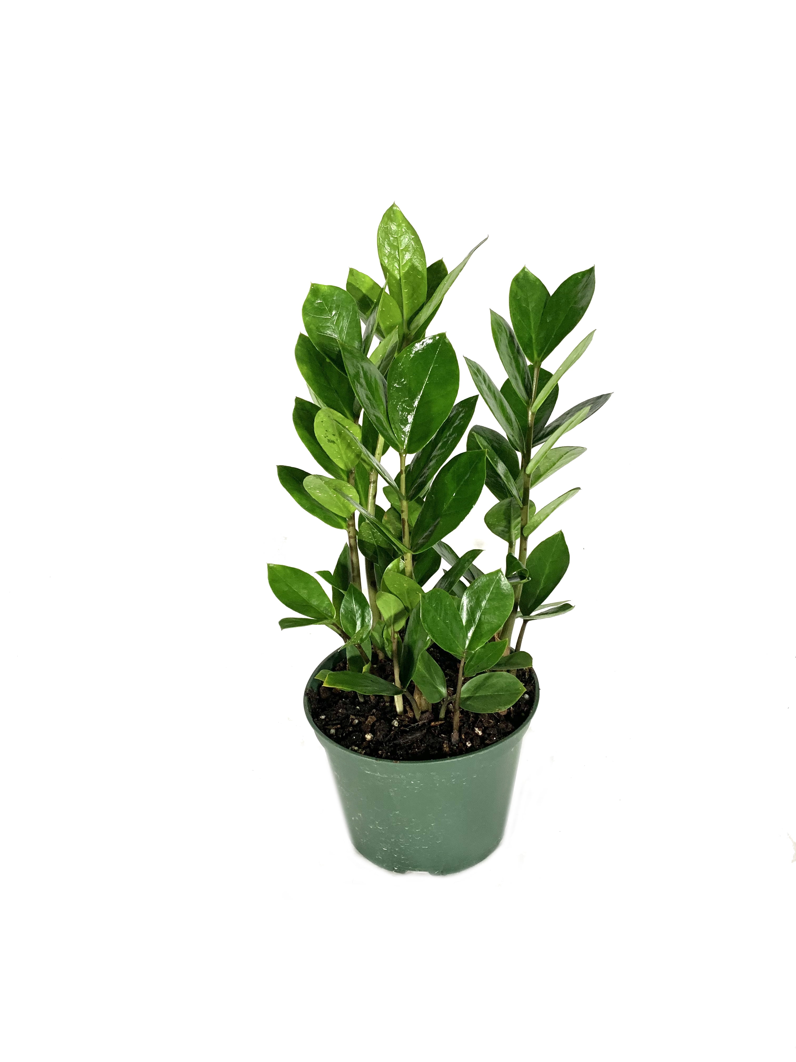 Wekiva Foliage - ZZ Plant - Live Plant in a 6 inch Pot - Zamioculcas ...