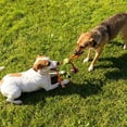 thumbnail image 5 of Agiufgs Dog Rope Toy 2.17, Multi Strand Weave for Strong Tug of War, for Interactive Play and Chewing Setup and Daily Use, Multicolor, 1pcs, 5 of 7