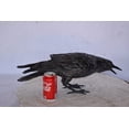 thumbnail image 4 of Raven Looking for Food Elegant Bronze Statue – Intricate Design, Stunning Home Décor Piece for Indoor or Outdoor Display, Perfect for Art Collectors & Bird Lovers, 24"L x 6"W x 12"H, 4 of 11