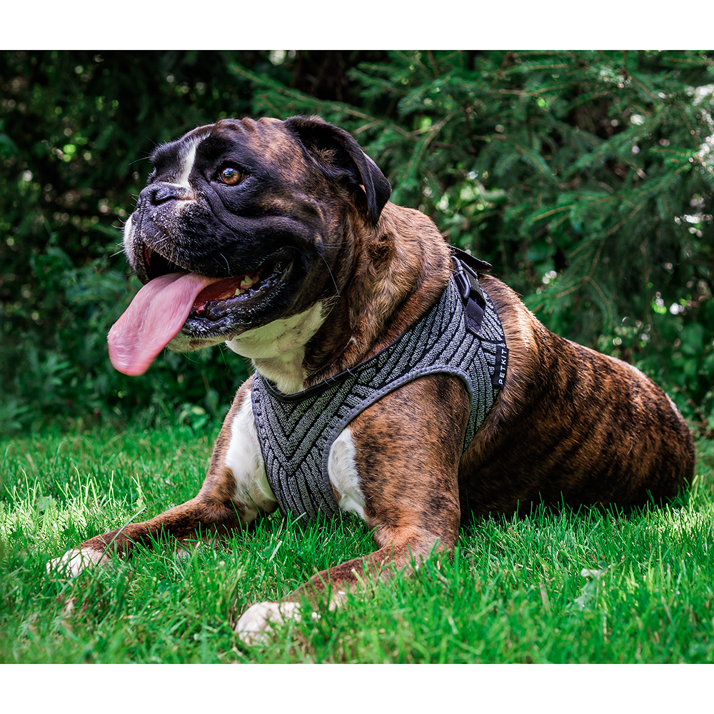 PETKIT Air Fly Pet Harness, Medium, Breathable, Light Foam, Shock Absorbent (Medium)