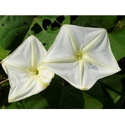 50 MOONFLOWER MORNING GLORY White Moon Flower Ipomoea Alba Flower Vine Seeds