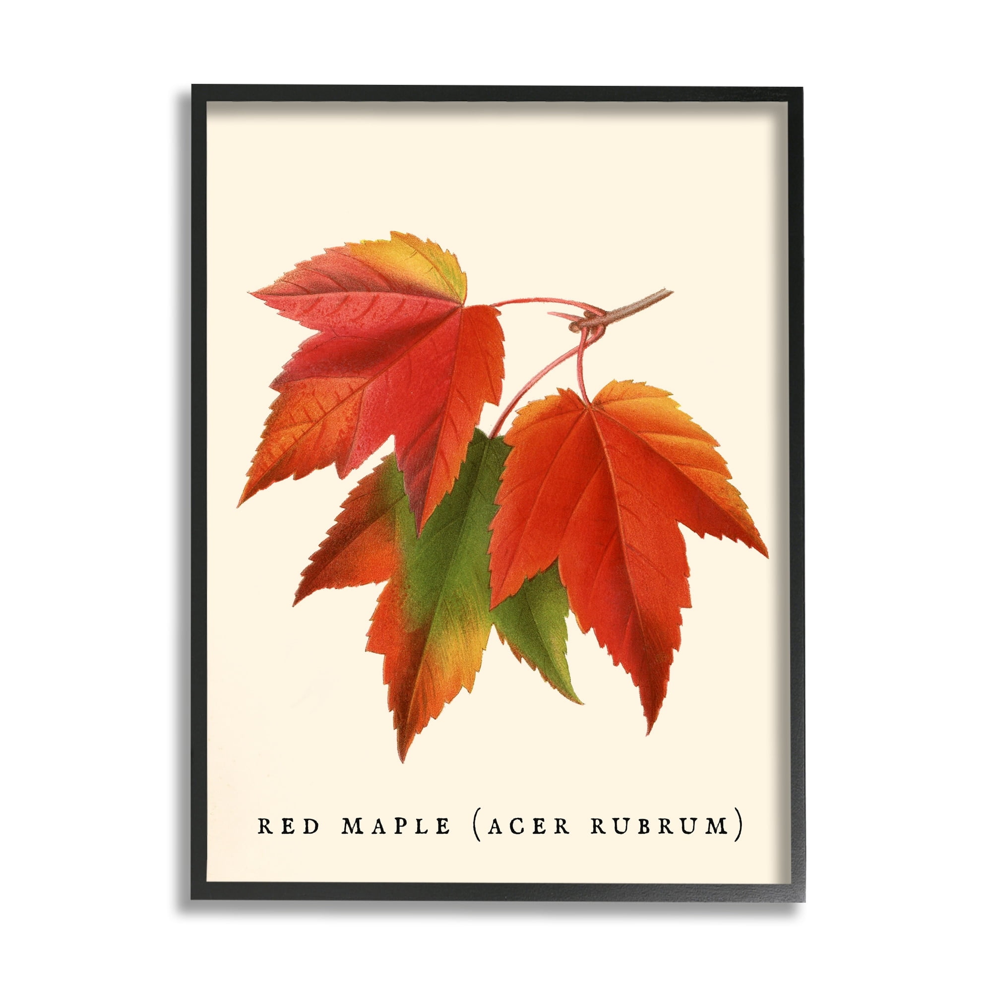 Stupell Industries Antique Red Maple Leaf Illustration Autumn Foliage, 24 x 30,Design by Daphne Polselli