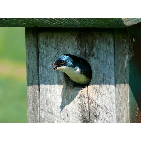Tree Swallow Habitat LAMINATED POSTER Bird Tree Swallow Birdhouse Wildlife Swallow Poster Print 24 x 36 ()