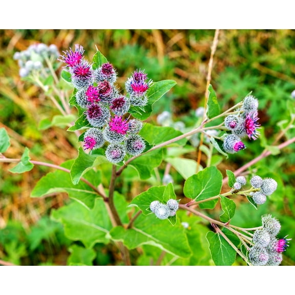 CZ Grain 50 Greater Burdock Root Plant Seeds, Detoxifying Herb