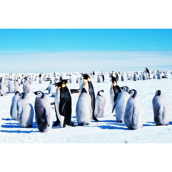 24x36 gallery poster, Emperor penguins, Antarctica