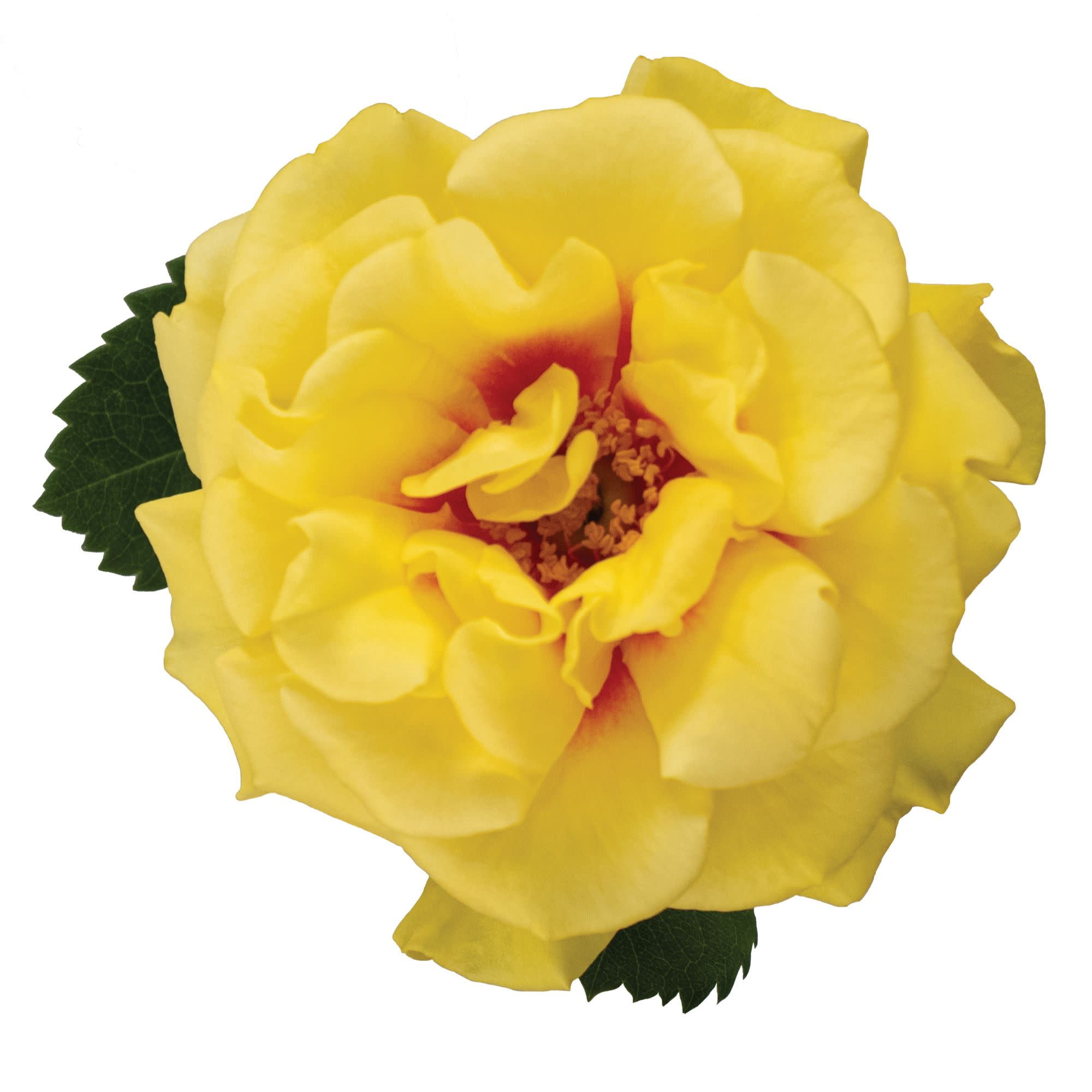 Proven Winners ColorChoice 5" Multicolor Rise Up Ringo Rose Live Plant in 4.5" Pot (4 Count)