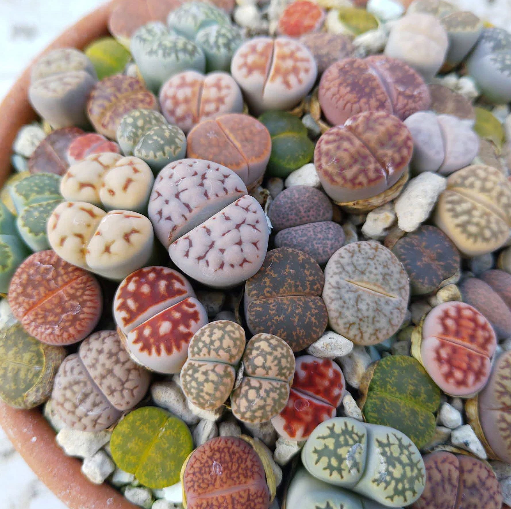 20 Mixed Lithops Live Plants Colorful Living Stones Seedlings Pebble Plants Bare Root Without Pot Soil, Garden Indoor, Plant Lover Gifts