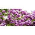 thumbnail image 1 of Lilac Flowers Photo License Plate, 1 of 1