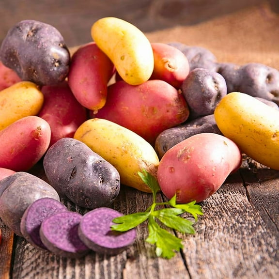 Set 15 Assorted Sweet Potato Slips Cuttings, 3-5 Inch, Well Rooted for Outdoor Planting