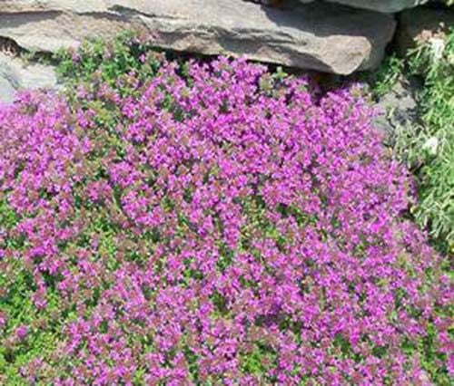Seeds by Greenlane Gardens Herb of Courage Perennial It Makes for Excellent Coverage and so Easy for Rock Garden Sold and Shipped Within Canada Organic Creeping Thyme Herb 100