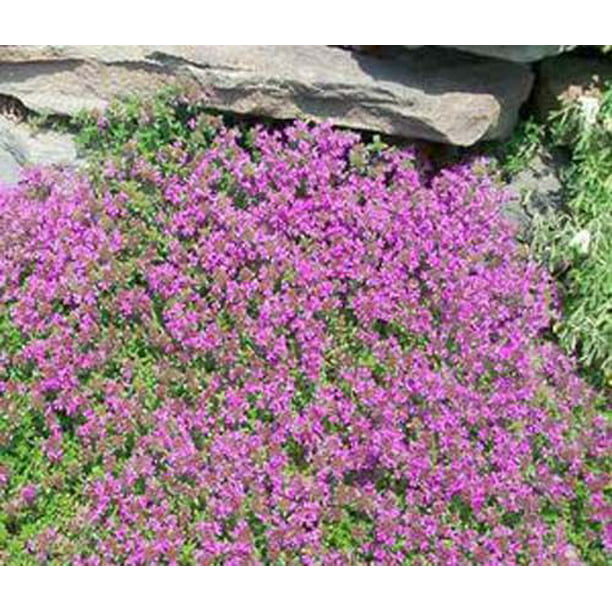 Thyme Creeping Great Garden Herb, Elfin Thyme Ground Cover Seeds