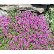 Thyme Creeping Thyme Great Garden Herb 3,000 Seeds