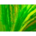thumbnail image 3 of Grayscale 18x15 Black Modern Framed Museum Art Print Titled - Green Leaf IV, 3 of 5
