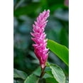 thumbnail image 2 of Engelbrecht, Lisa S. 17x24 White Modern Wood Framed Museum Art Print Titled - Pink Cone Ginger, 2 of 4