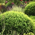 thumbnail image 2 of Gurney's 2.25 gal Winter Gem Boxwood Live Shrub, 2 of 4