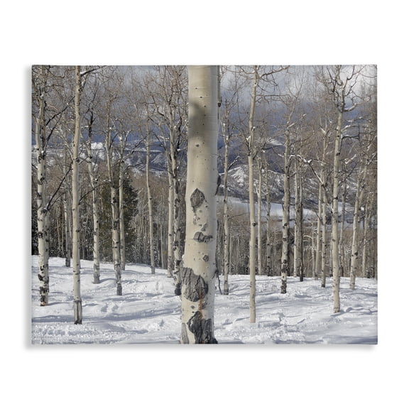 Stupell Industries Farmhouse Winter Birches Photography Canvas Art, 30 x 24, by In House