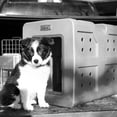 thumbnail image 4 of Dakota 283 G3 Framed Door Kennel - Small - Coyote Granite, 4 of 12