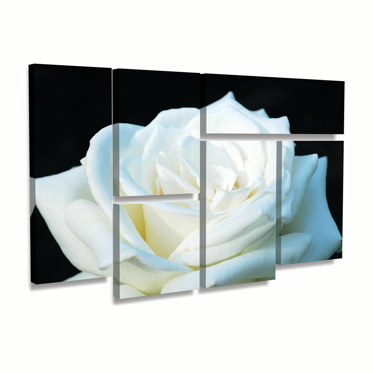 Trademark Fine Art 'White Rose II' Canvas Art by Kurt Shaffer