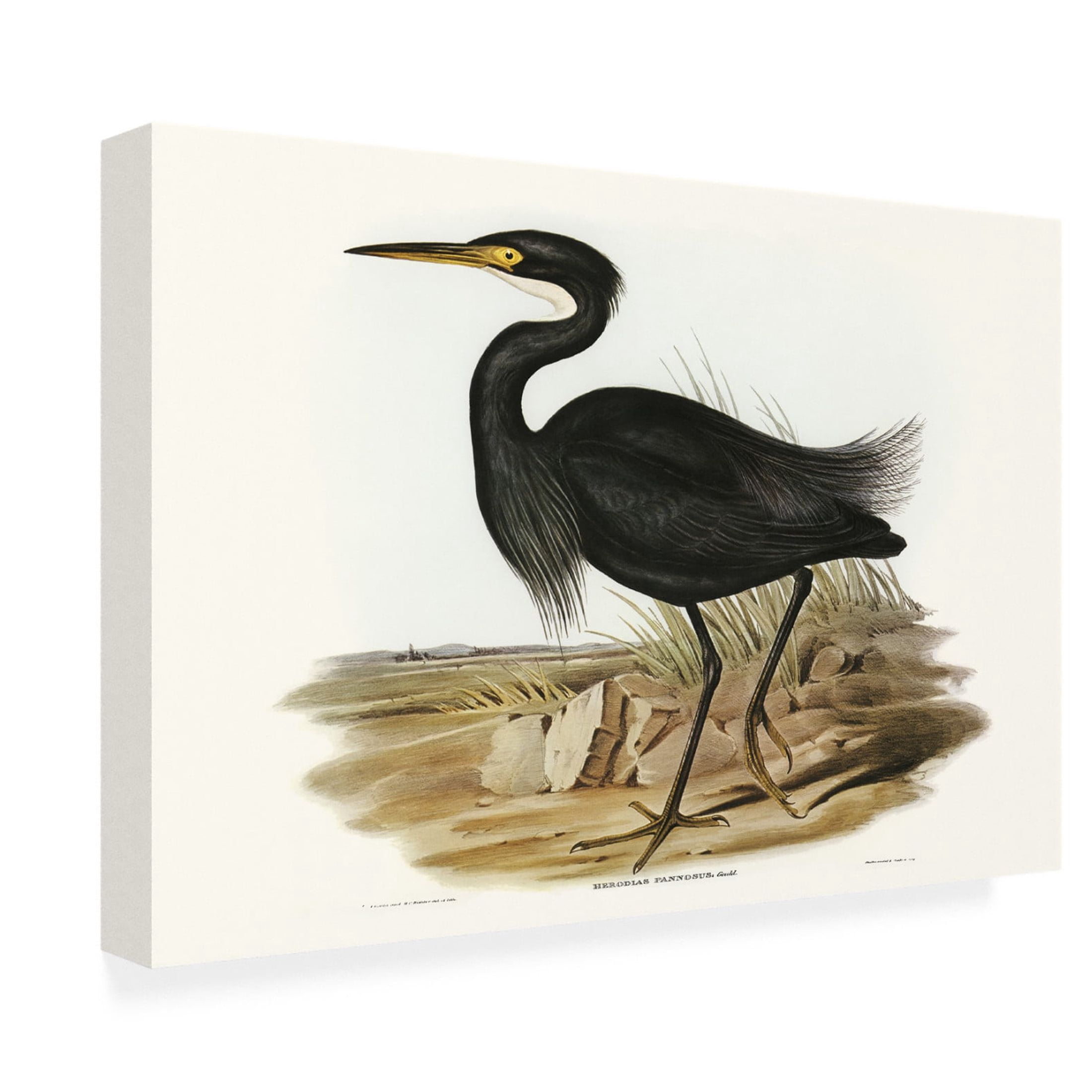 Trademark Fine Art Elizabeth Gould Majestic Waterbird IV Canvas Wall Art