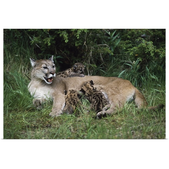 Great BIG Canvas | Rolled David Ponton Poster Print entitled Mountain Lion Nursing Cubs