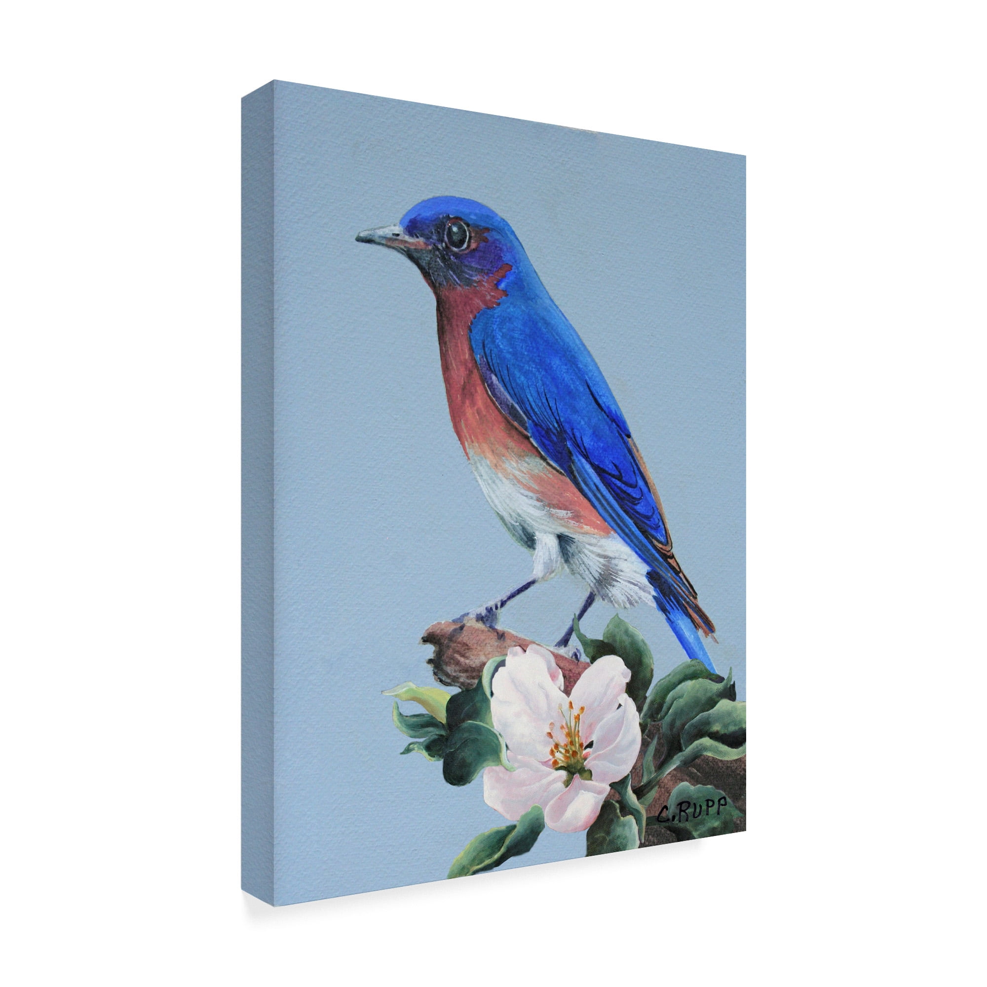 Trademark Fine Art 'Eastern Bluebird In Trees' Canvas Art by Carol J Rupp