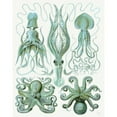 thumbnail image 3 of Fab Funky 20x24 Black Modern Framed Museum Art Print Titled - Turquoise Octopus and Squid b, 3 of 5