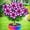 B, variant on Desert Rose, Low Maintenance - Easy Grow - Ideal for Beds Borders, Plant Pots & Planters