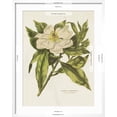 thumbnail image 5 of Art.com Herbal Botanical II Flower Art Print by Wild Apple Portfolio, White Frame Wall Art, 23" x 29", 5 of 5