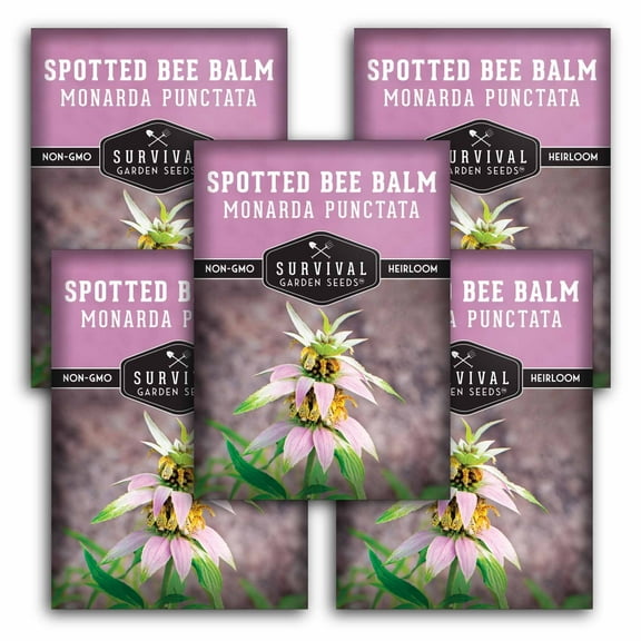 5 Packs Spotted Bee Balm Flower Seeds - Monarda Punctata - Full Sun Perennial USA Native Wildflower