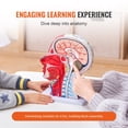 thumbnail image 5 of Life-Size Human Half Head Model with Brain, Skull, Muscles & Nerves - Anatomical Neurovascular Head & Neck Display for Medical Teaching, Student Learning, 5 of 9