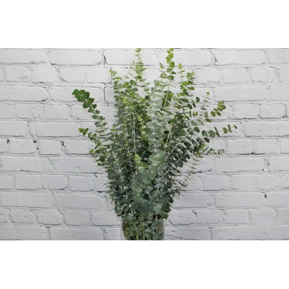 Real Touch Flowers - Fresh & Natural Baby Blue Euc - 1 Bunch (10 Stems)